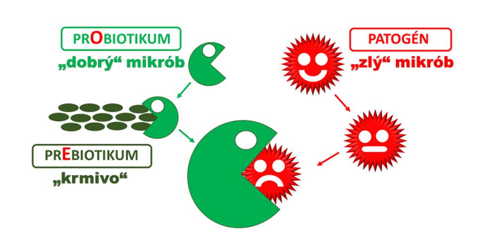 Obr. 2: PROBIOTIKÁ, PREBIOTIKÁ, PATOGÉNY – NÁZORNÁ CHARAKTERISTIKA