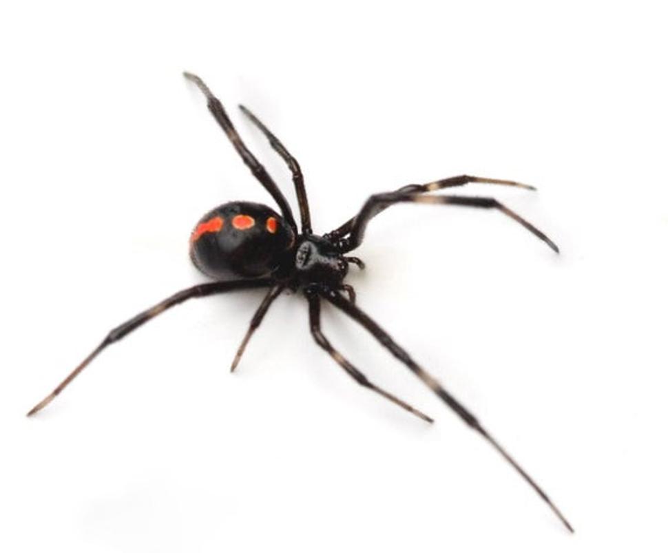 Latrodectus mactans