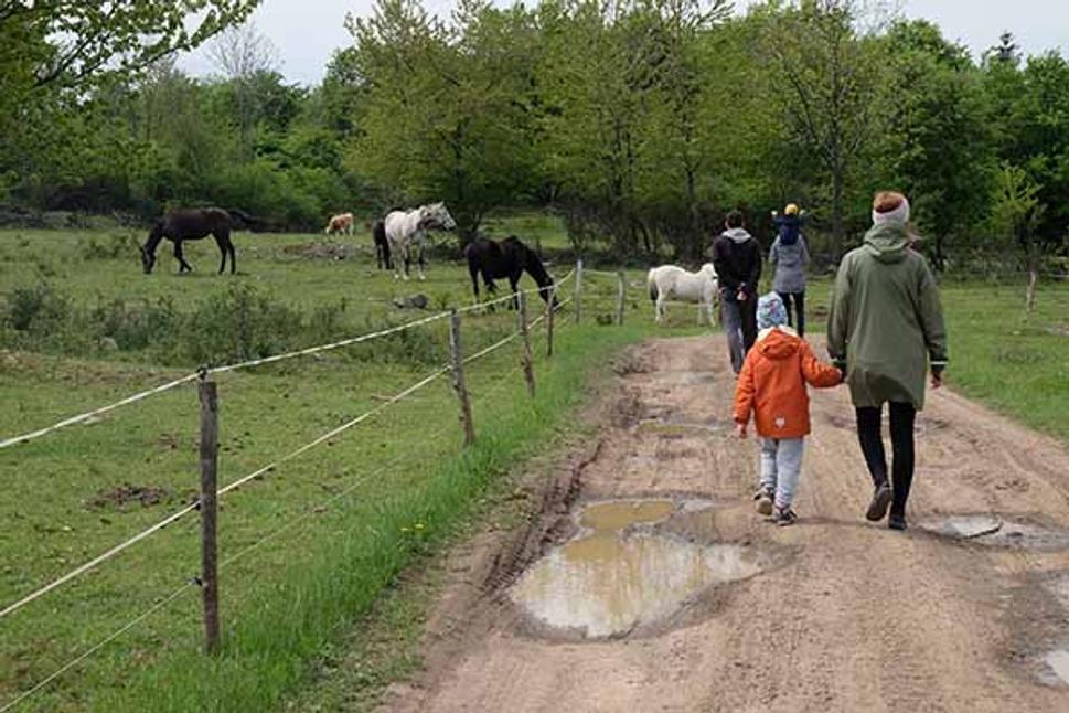 Medekovci sa starajú aj o kone