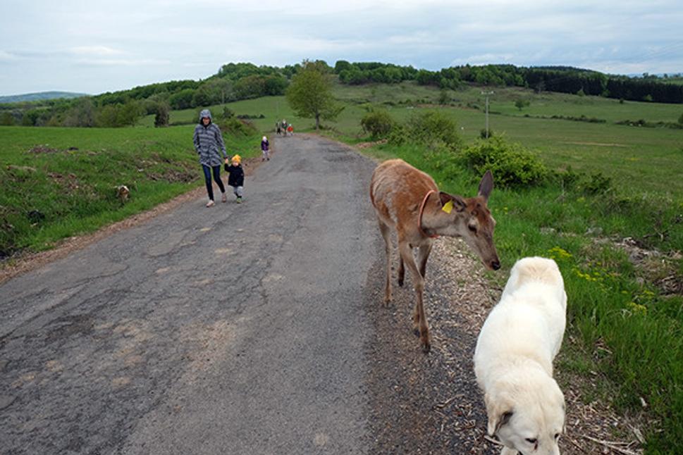 Edo bol ochotný ísť na prechádzku vždy a s každým, táto dôverčivosť sa mu zrejme stala osudnou