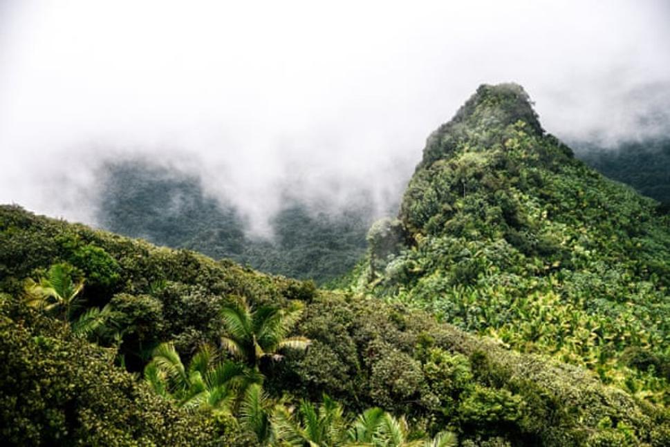 Tropický les El Yunque. Aj bez zjavného poškodenia biotopu hmyzv týchto ekosystémoch kolabuje extrémnym spôsobom.