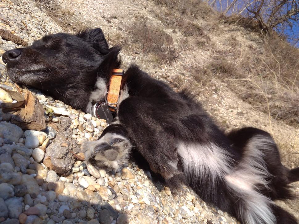 ..Ledy odpočíva v slnečných lúčoch pri čunovských jazerách 17.2.2019..
