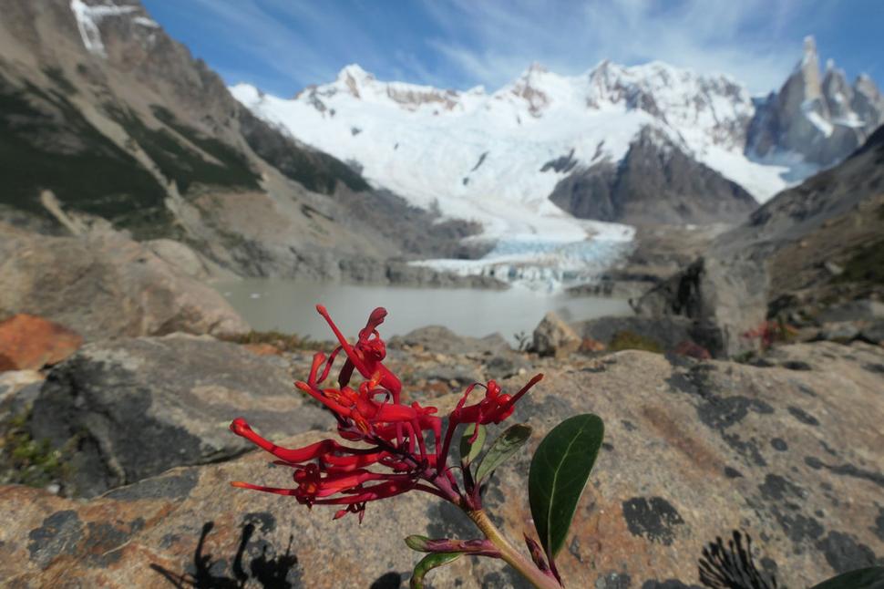 Embothrium coccineum, Čílsky ohnivý strom