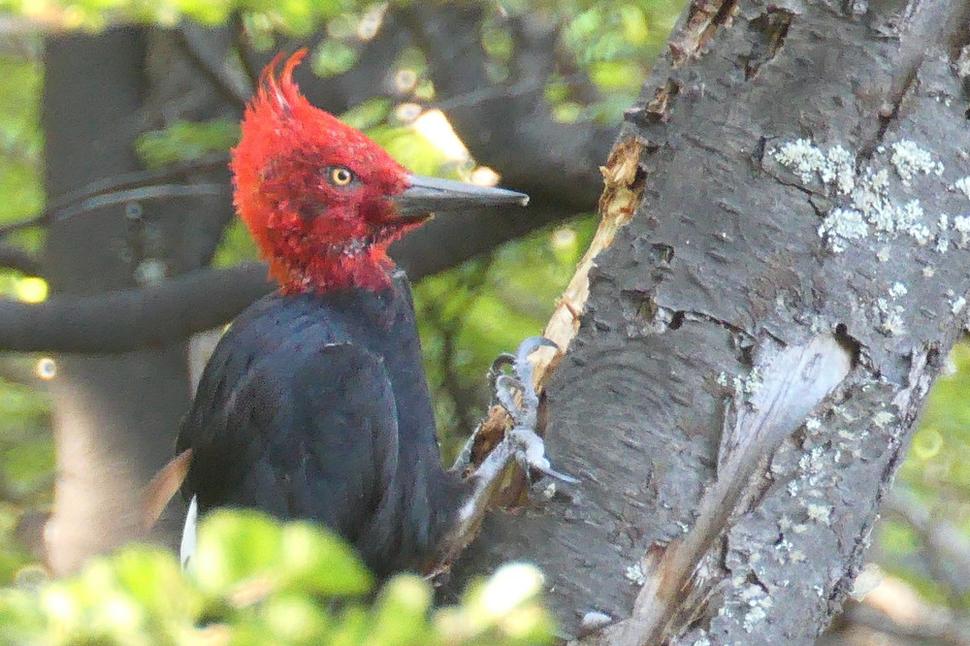 Ďateľ veľký, Campephilus magellanicus