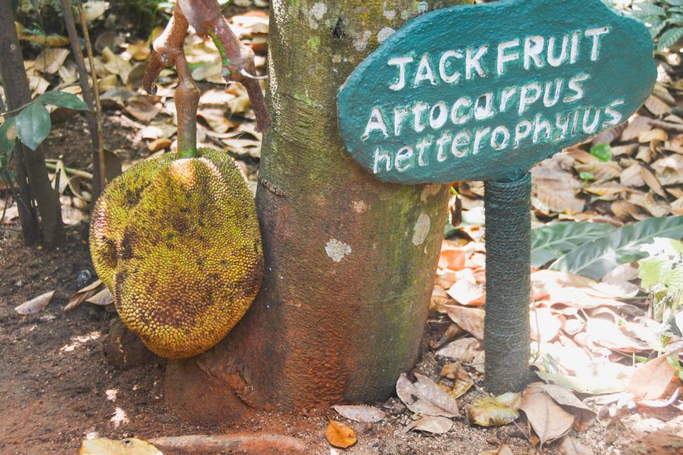 Plod chlebovníka- jackfruit. Dužina nezrelých plodov sa varí, dusí, peče a smaží. Pripravuje sa ako zemiaky, nakladá sa s korením a mäsom či rozličnou zeleninou. Usušená a rozomletá sa používa ako múka a peče sa z nej chlieb - z tohto dôvodu získal chlebovník svoje meno.