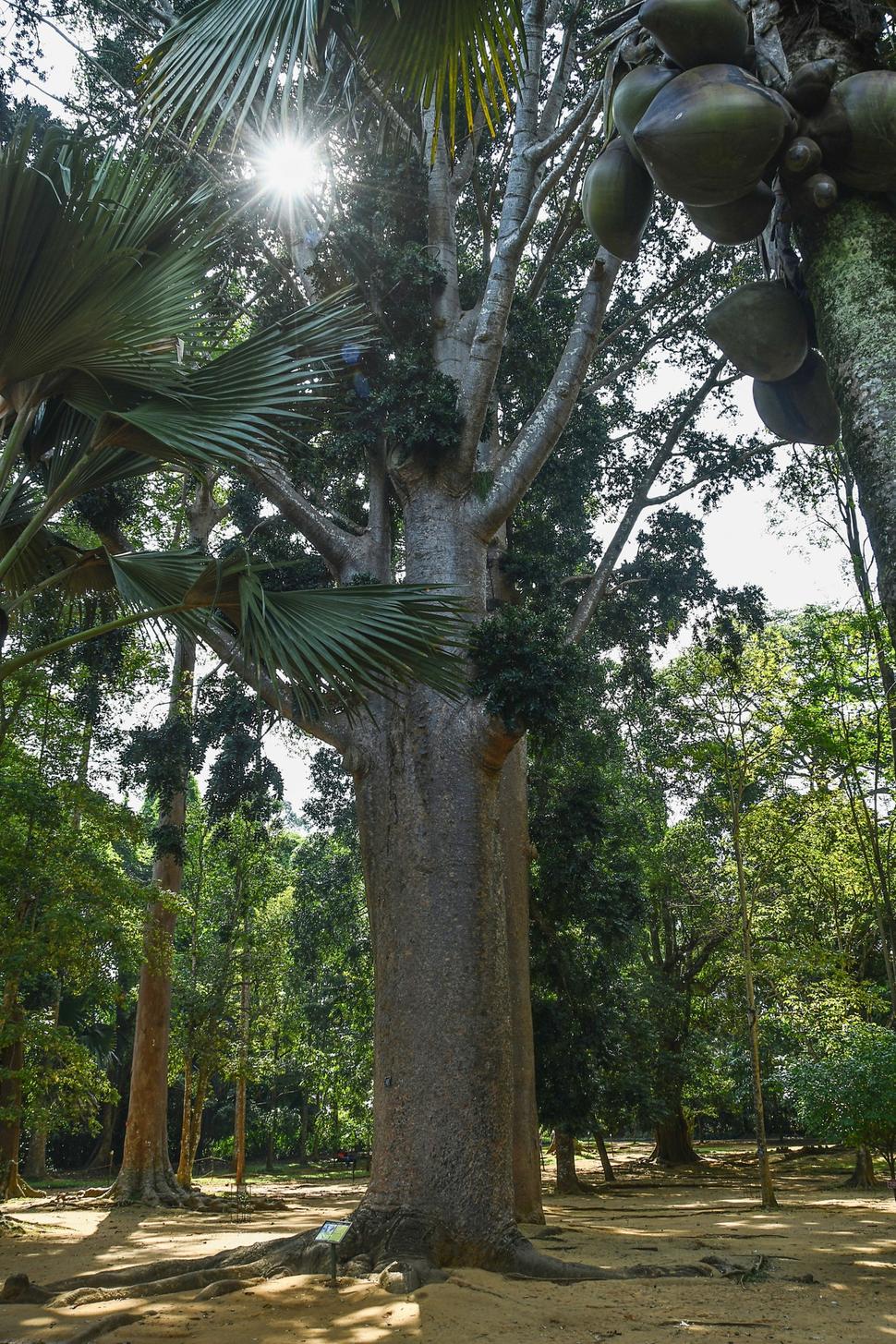 Kráľovská botanická záhrada Peradeniya.