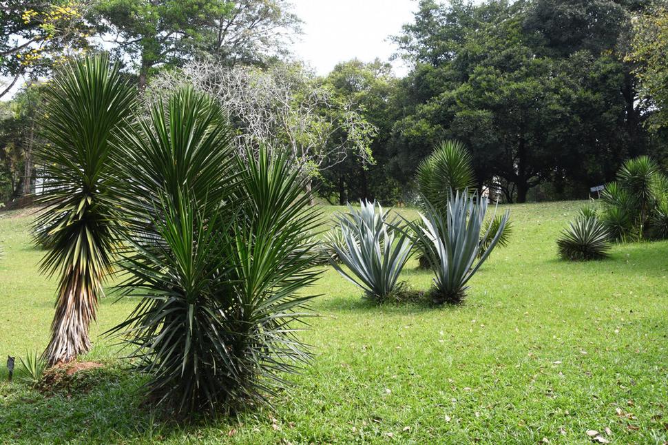 Kráľovská botanická záhrada Peradeniya.