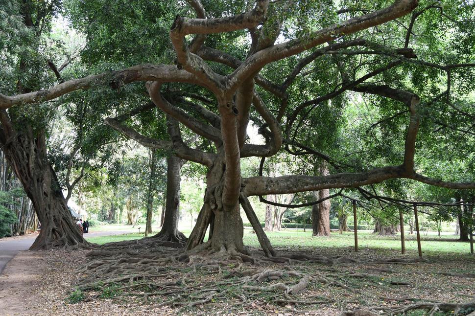Kráľovská botanická záhrada Peradeniya. V centre záhrady rastie ohromný Ficus benghalensis. Jeho koruna, podopieraná mnohými vzdušnými koreňmi, zaberá plochu 16 árov.