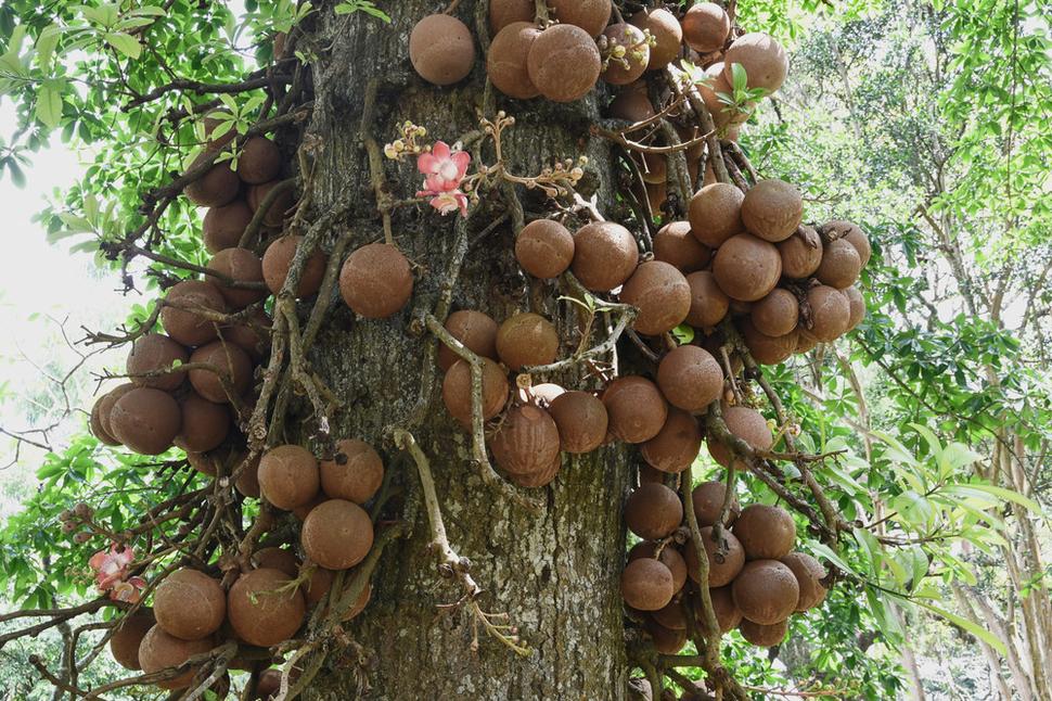 Kráľovská botanická záhrada Peradeniya.