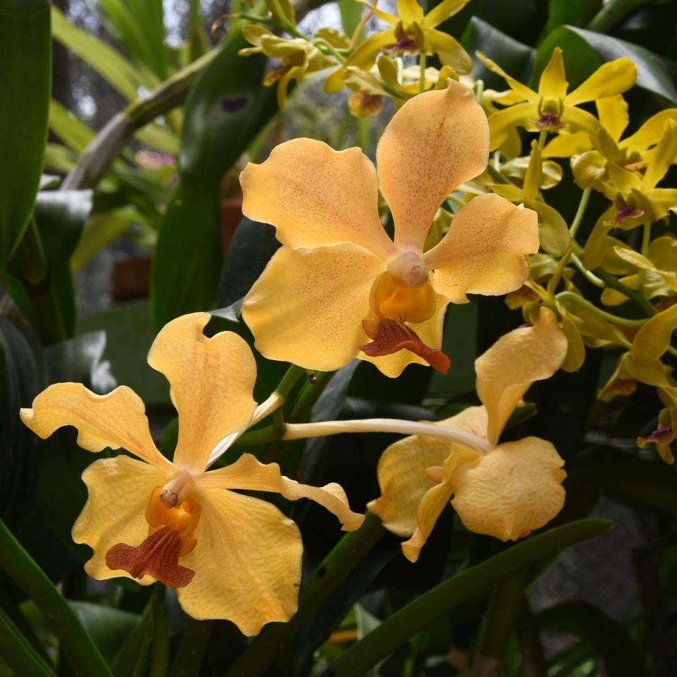 Zo skleníka s orchideami v Kráľovskom parku Peradeniya.