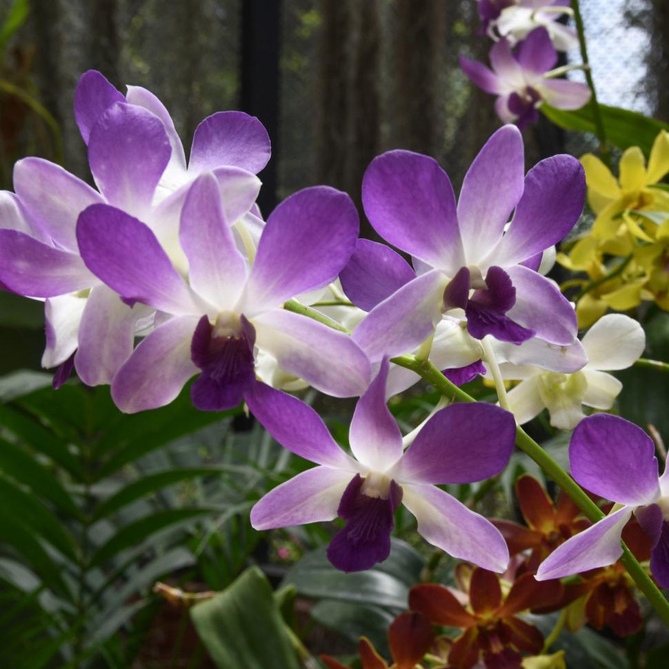 Zo skleníka s orchideami v Kráľovskom parku Peradeniya.