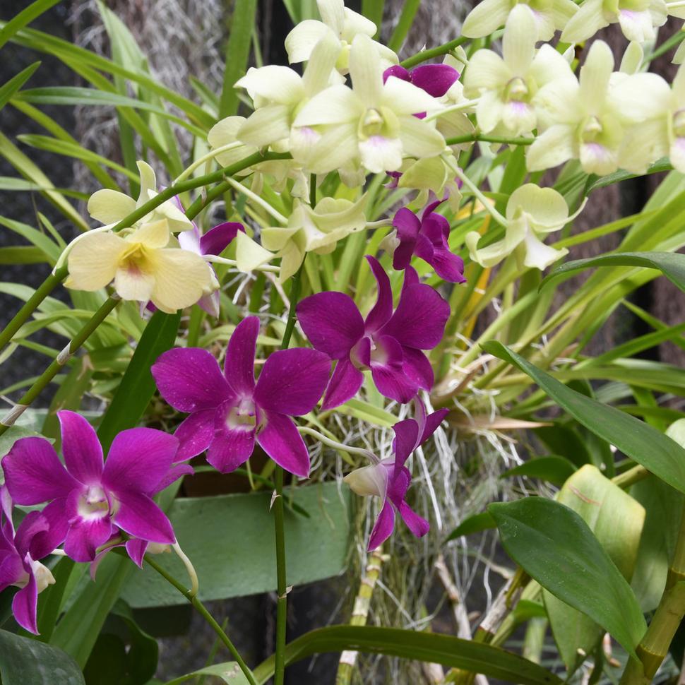 Zo skleníka s orchideami v Kráľovskom parku Peradeniya.