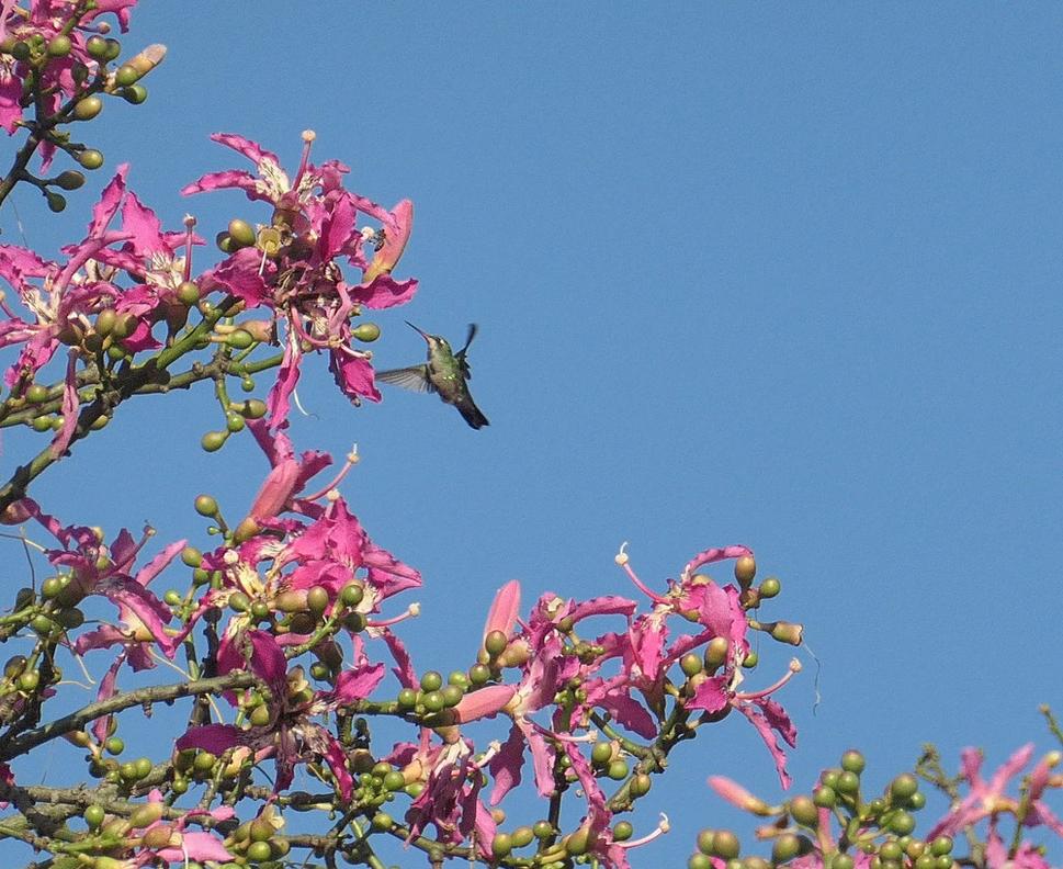 Kolibrík v korunách stromu ceiba speciosa