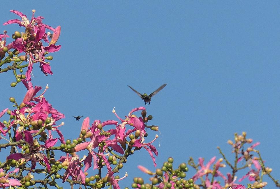 Stretnutie kolibríka s chrobákom