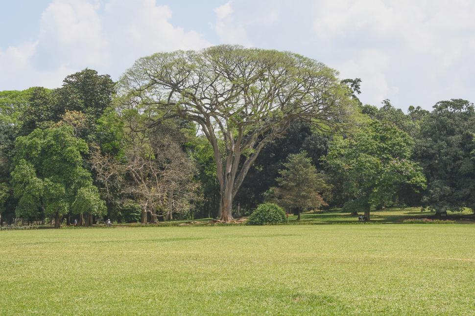 Z Kráľovskej botanickej záhrady v Peradeniya.