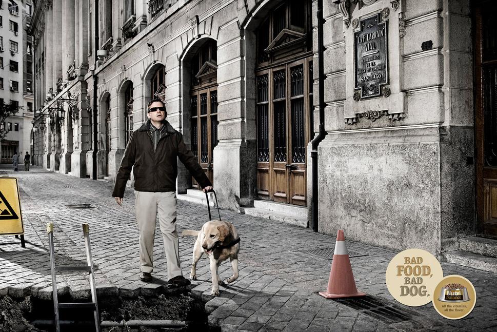 ilustračná fotografia: Vodiaci pes nesmie vystaviť svojho majiteľa nebezpečenstvu.