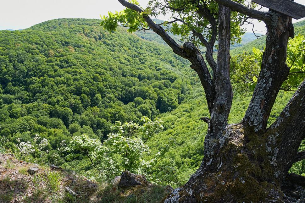 Dole v Chválenskej doline sa zakrytá korunami stromov kľukatí cesta. Hrádok na Sokolej skale ju mal pod kontrolou.