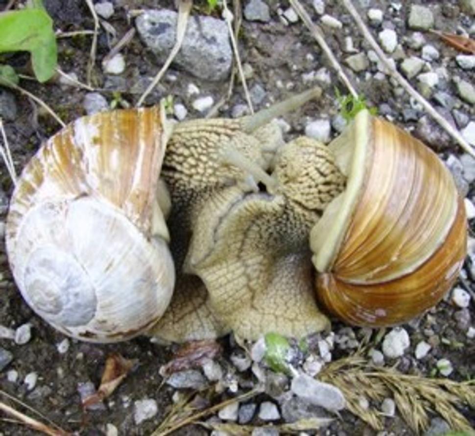 Slimáky neručia, ale zato ovládajú pekné milostné tance