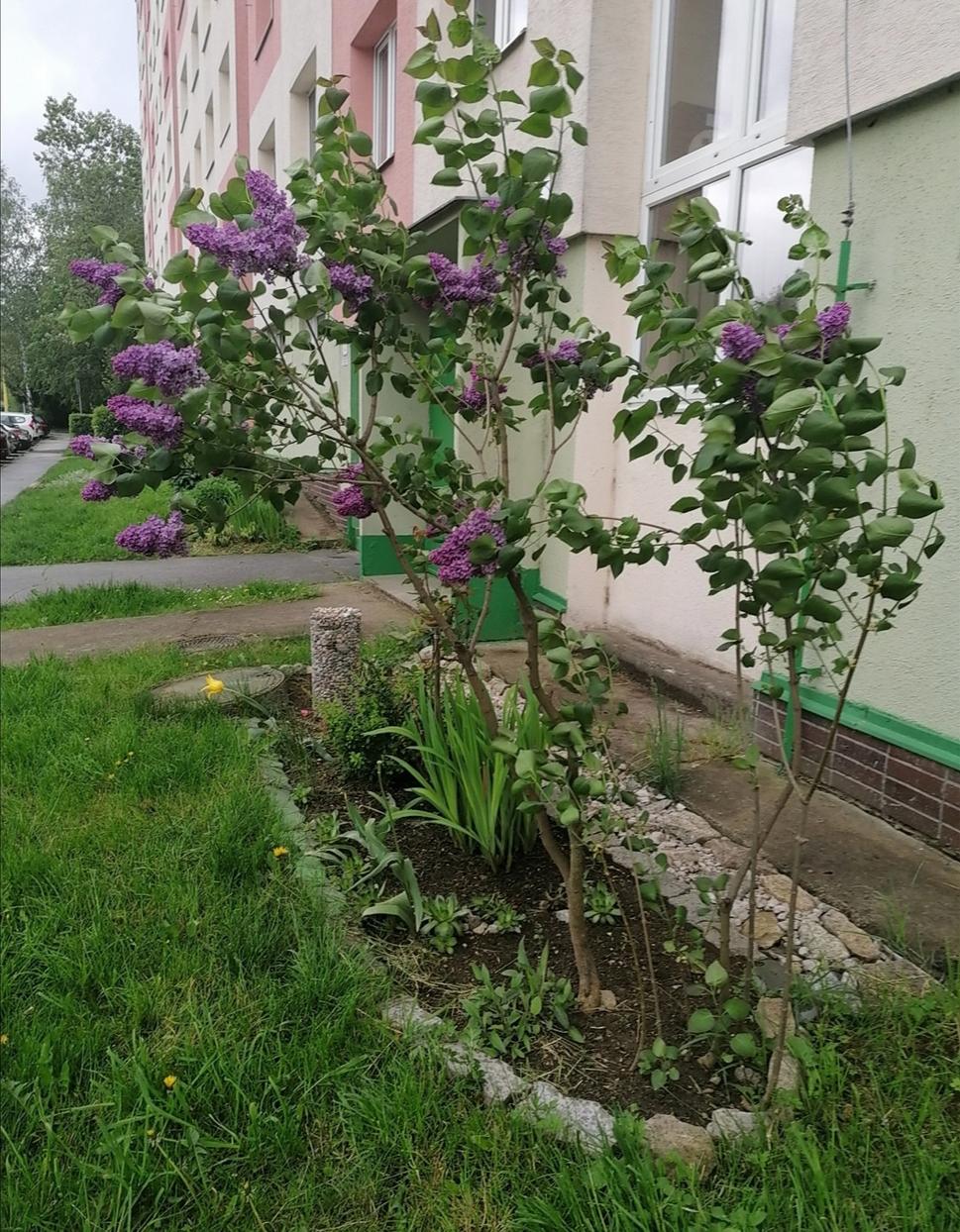 Orgován solitér
