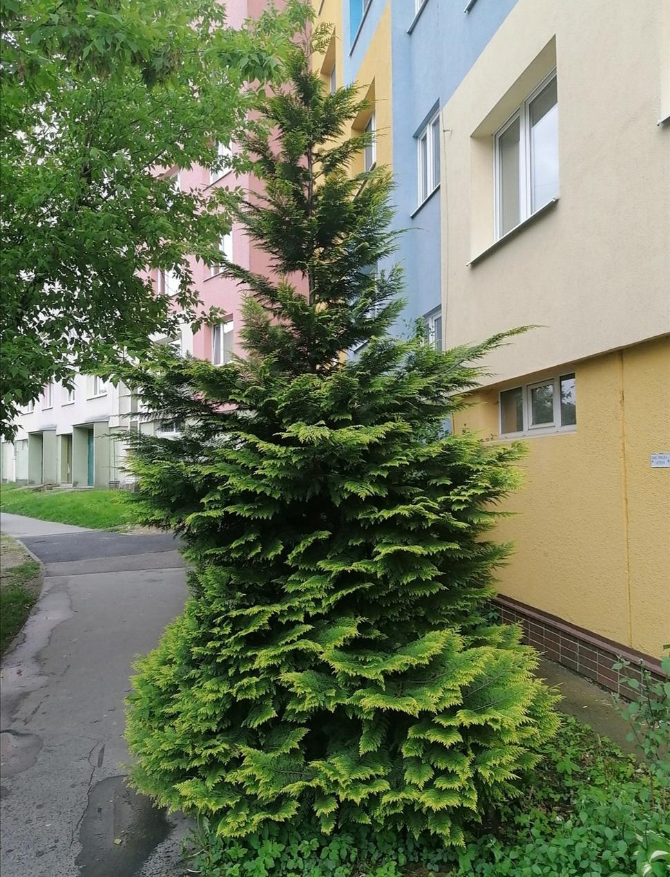 Fešáčisko