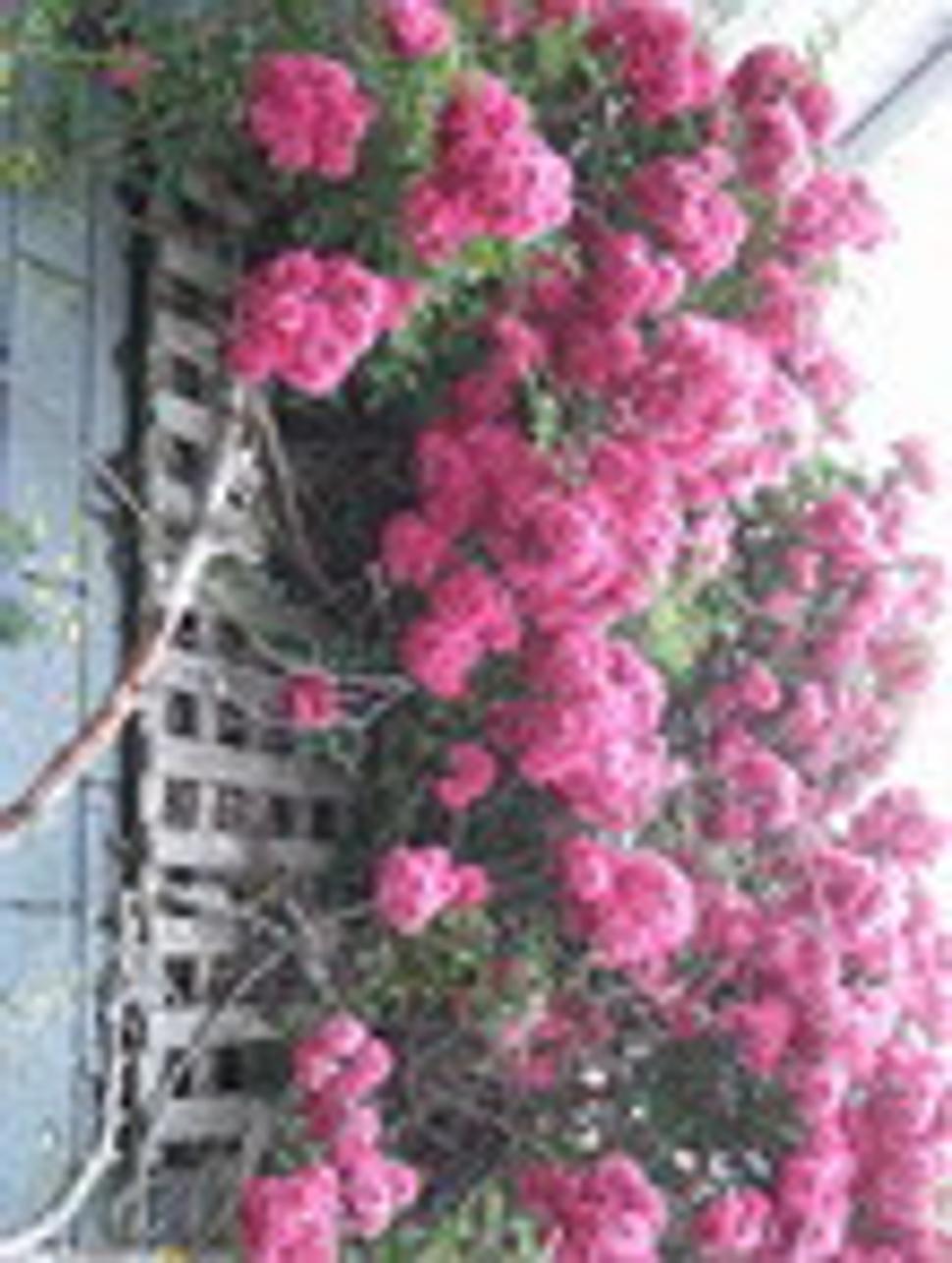 Sconset roses