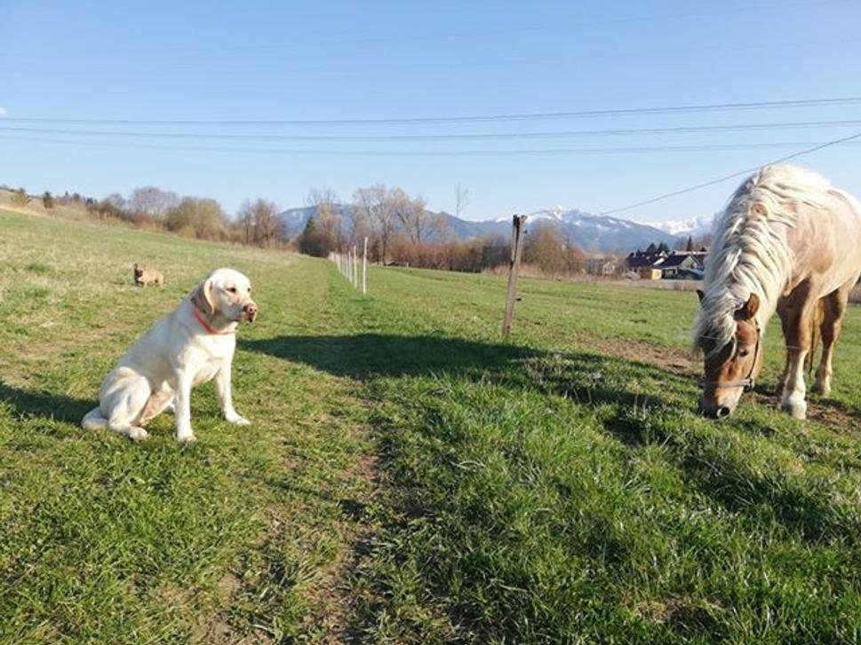 Eliška a koník