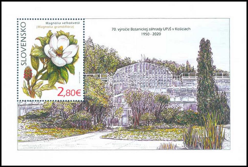 Hárček - Magnólia veľkokvetá