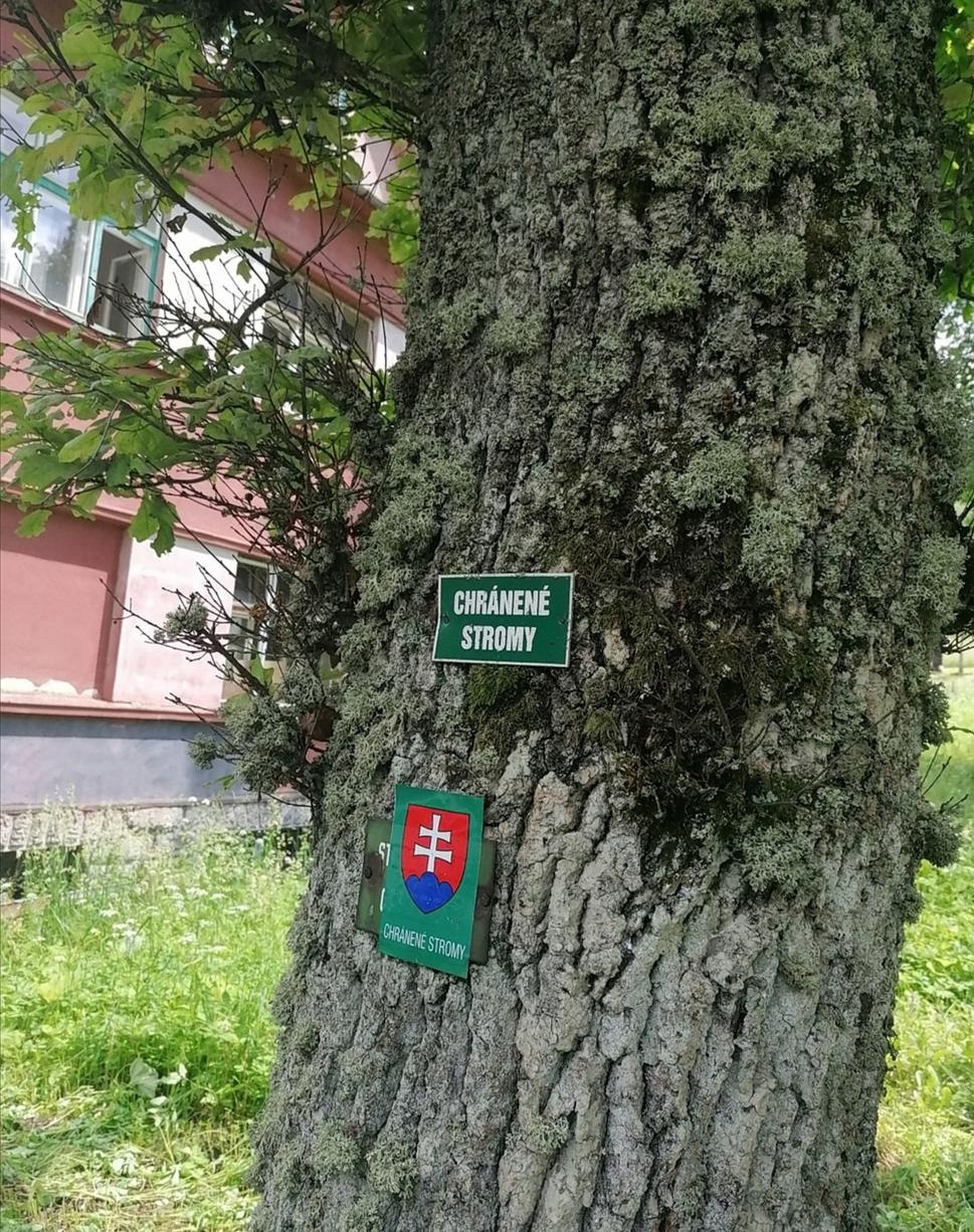 mnohé stromy sú chránené