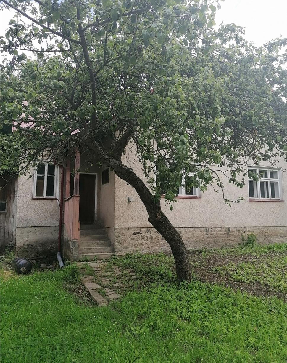 dom ukrytý za stromom