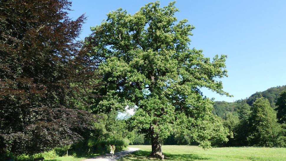 Tento strom sa nám zdal byť jasnou dominantou lúky