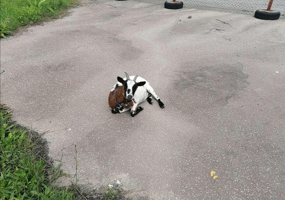 fauna