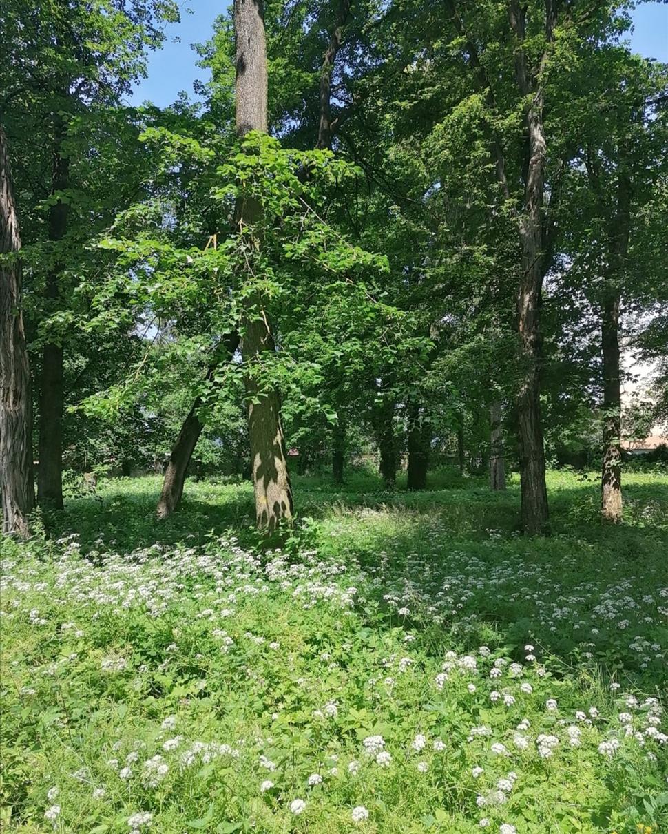 neudržiavaný park