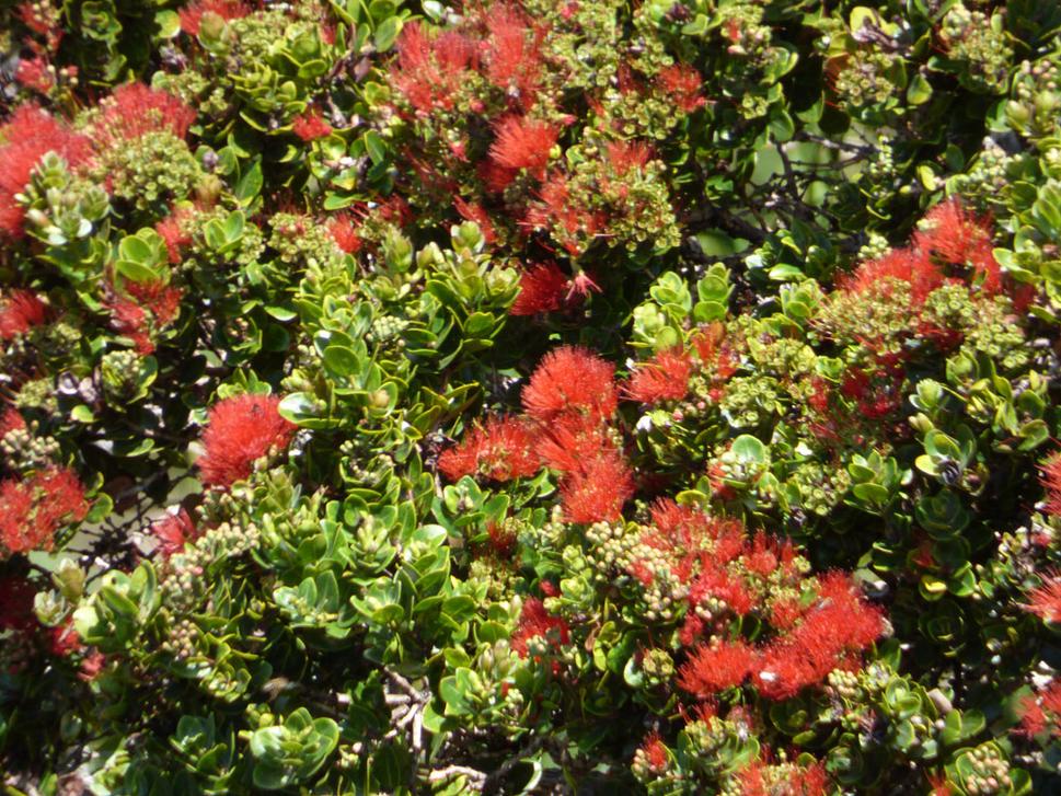 ʻŌhiʻa lehua. Autor: Forest and Kim Starr. Zdroj: https://www.flickr.com/photos/starr-environmental/44651231832/in/photolist-NYiFqU-GaHFyF-CrAa9P-25QeeA8-25PW7Av-234W4Zs-24sPMsv-29gsZCX-DBHwdh-24sGL3R-25LwhEq-24Kg5gy-25QeiHr-Mm8ggK-2b6Yh4P-28m5B63-2b2FeAG-29HC9zz-235ro7w-235mix1-PaHZ8q-NuWwZe-PAM596-NnqHyH-2b6YfHT-28m7cCh-2a1yGn7-2b6WFa2-29HDgLB-NYiyab-2b6WrFZ-2b2Fjds-Mm2YDg-29HA79g-28m1BGG-NYfpSL-29HzTka-28m1zy3-2aX5oiq-235exSh-24sYE8T-25LiX45-25Ladcj-24ZEBw7-Dqiimn-DkuDEh-EgfQwc-DP5UV3-E2wLv9-axh2rA. Licencia: CC BY 2.0.