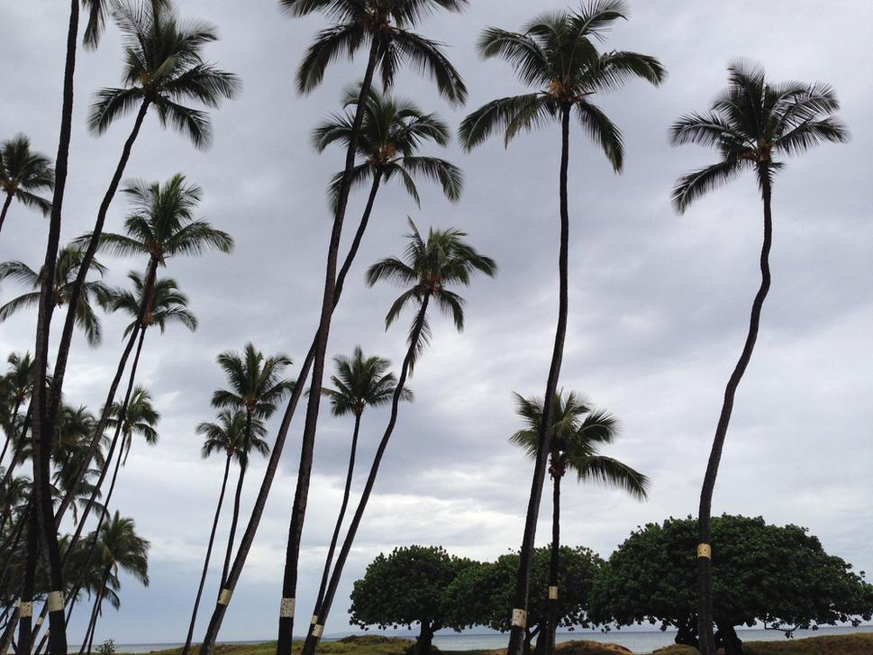 Palmy na ostrove Maui. Autor fotografie: Ľubor Šešera. Licencia: CC BY-SA 4.0.