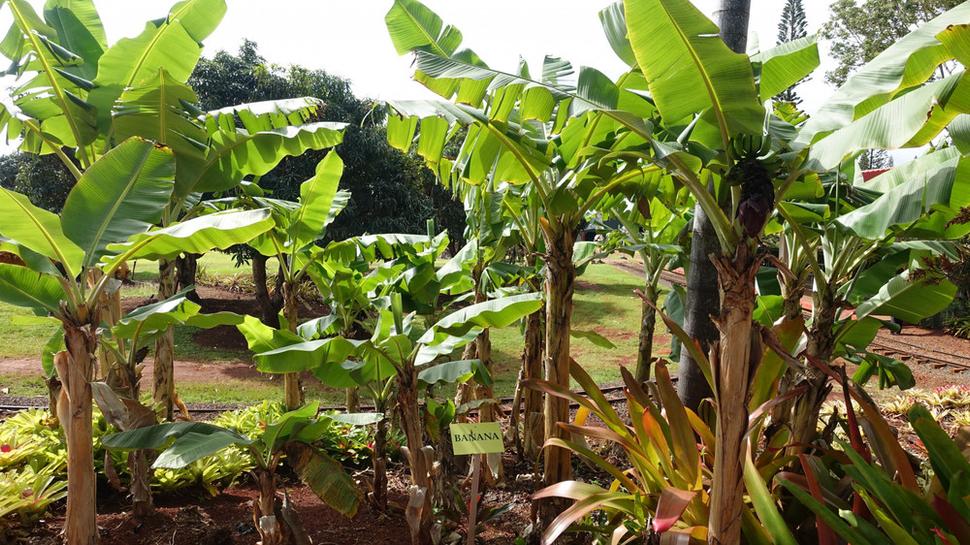 Banánovníky v Dole plantation. Autor fotografie: Ľubor Šešera. Licencia: CC BY-SA 4.0.