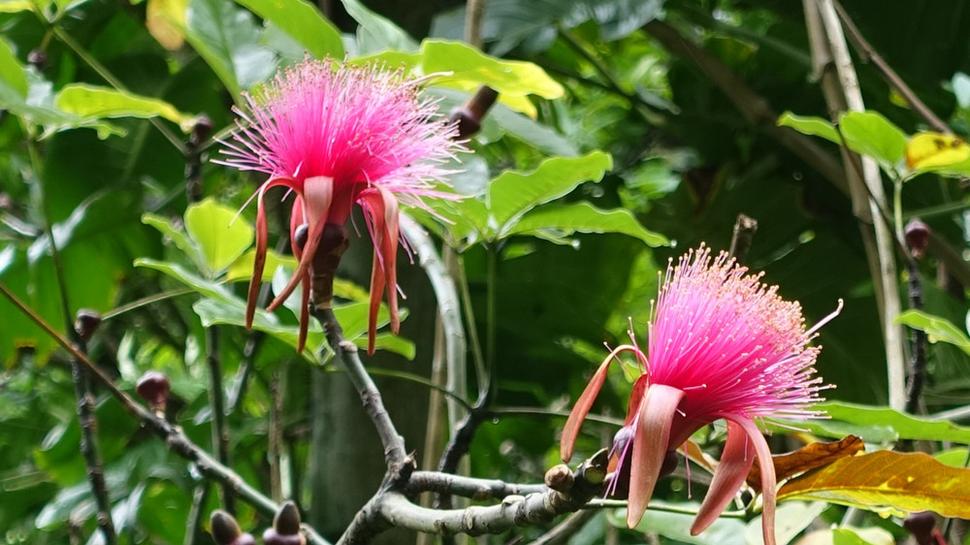 Kvety stromu horské jablko v botanickej záhrade Lyon Arboretum. Autor fotografie: Ľubor Šešera. Licencia: CC BY-SA 4.0.