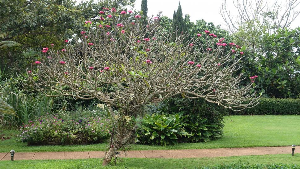 Kvitnúca Plumeria v Allerton Garden. Autor fotografie: Ľubor Šešera. Licencia: CC BY-SA 4.0.