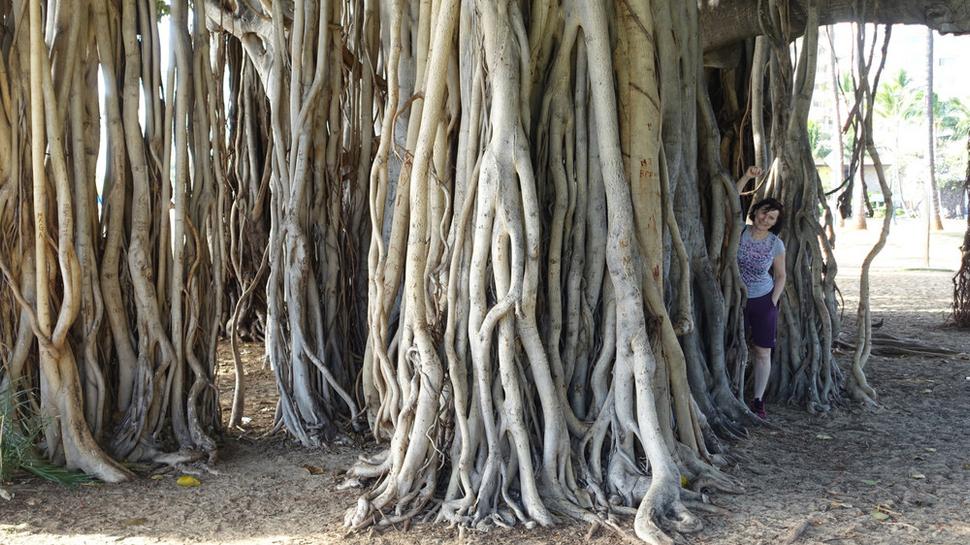 Banyan na pláži Waikiki s koreňmi visiacimi z vetiev stromu. Autor fotografie: Ľubor Šešera. Licencia: CC BY-SA 4.0.