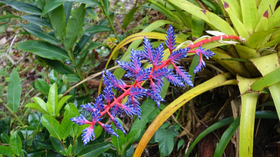 Aechmea Del Mar v Lyon Arboretum. Autor fotografie: Ľubor Šešera. Licencia: CC BY-SA 4.0.