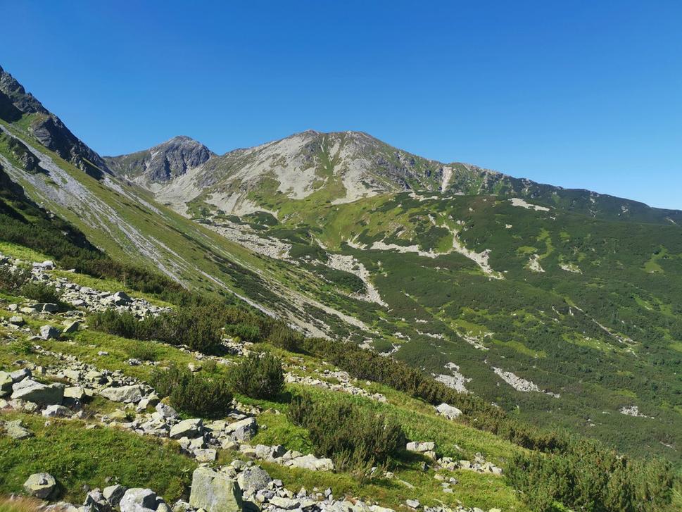 Roháče
