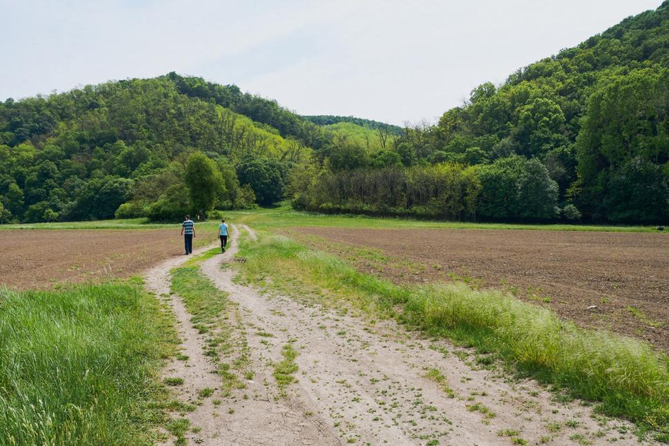 Prístup k dúpäncom je od železničnej stanice Hont. Tesáre. Odtiaľ sa treba vydať po poľnej ceste čiastočne označenej drevenými smerovkami k nechránenému železničnému priecestiu a ďalej k zalesneným svahom Krupinskej planiny.