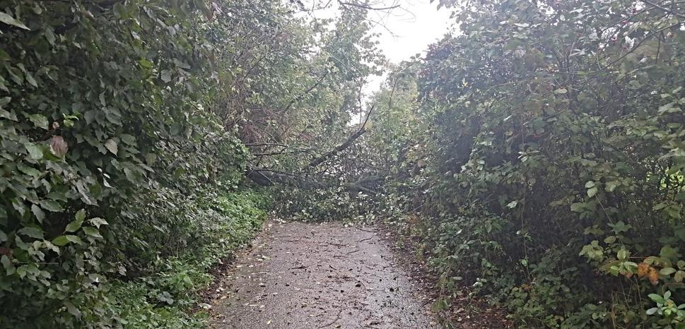 Spadnutý strom, ktorý nemá kto odstrániť