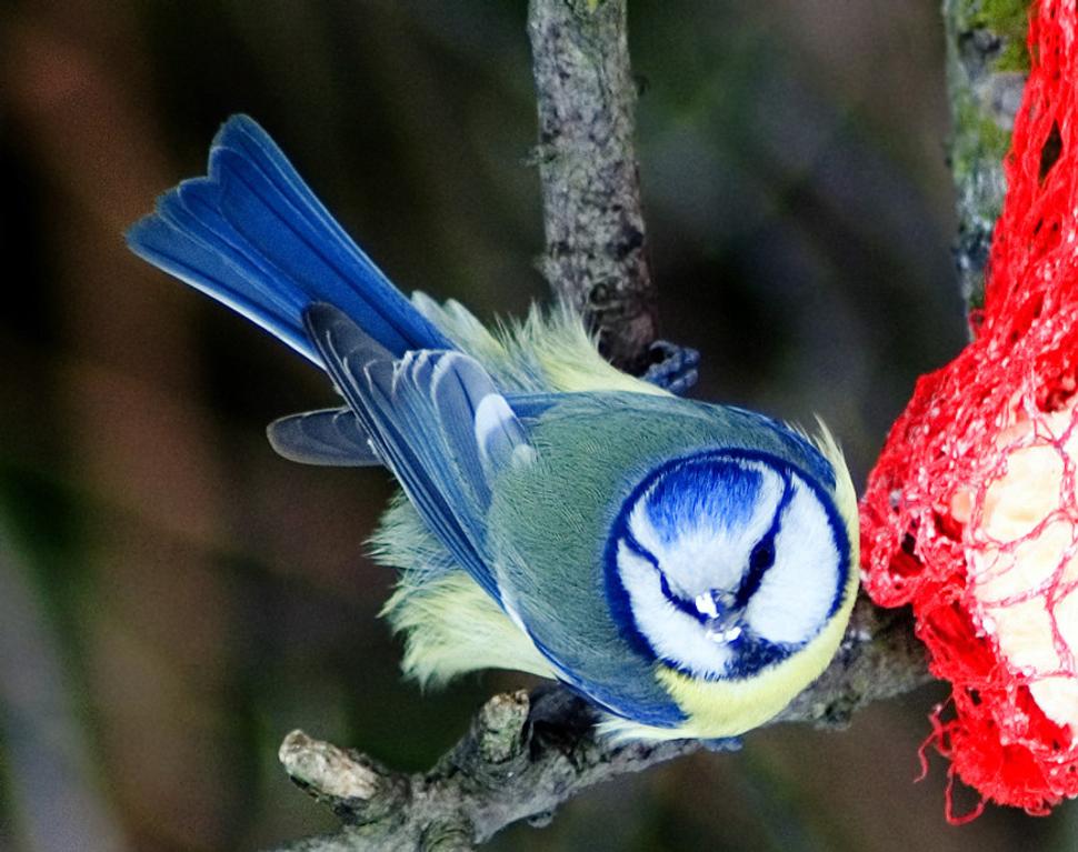 Sýkorka belasá (Cyanister caeruleus)