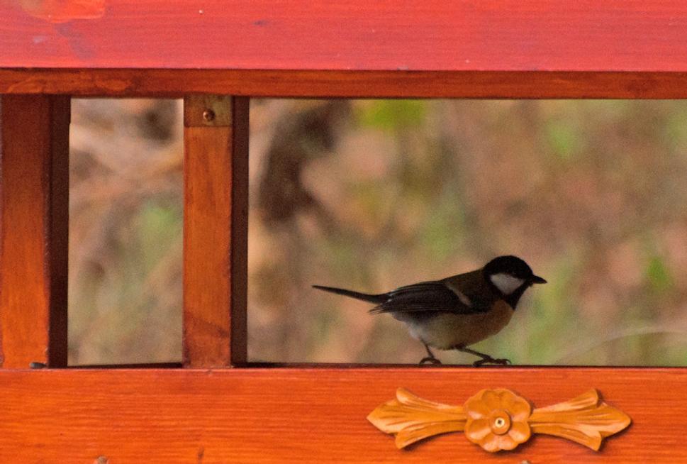 Sýkorka veľká (Parus major) na kŕmidle