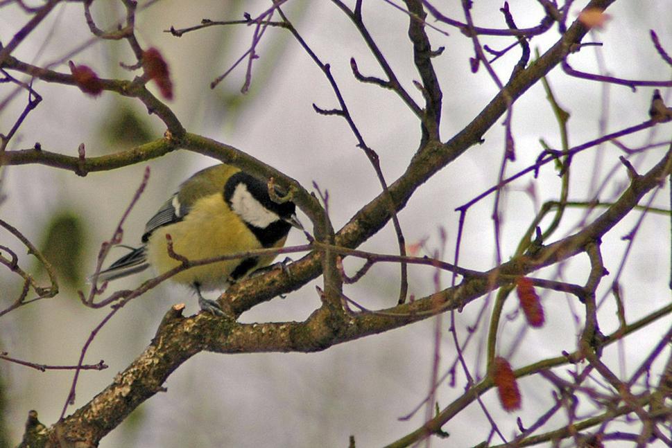 Sýkorka veľká (Parus major)