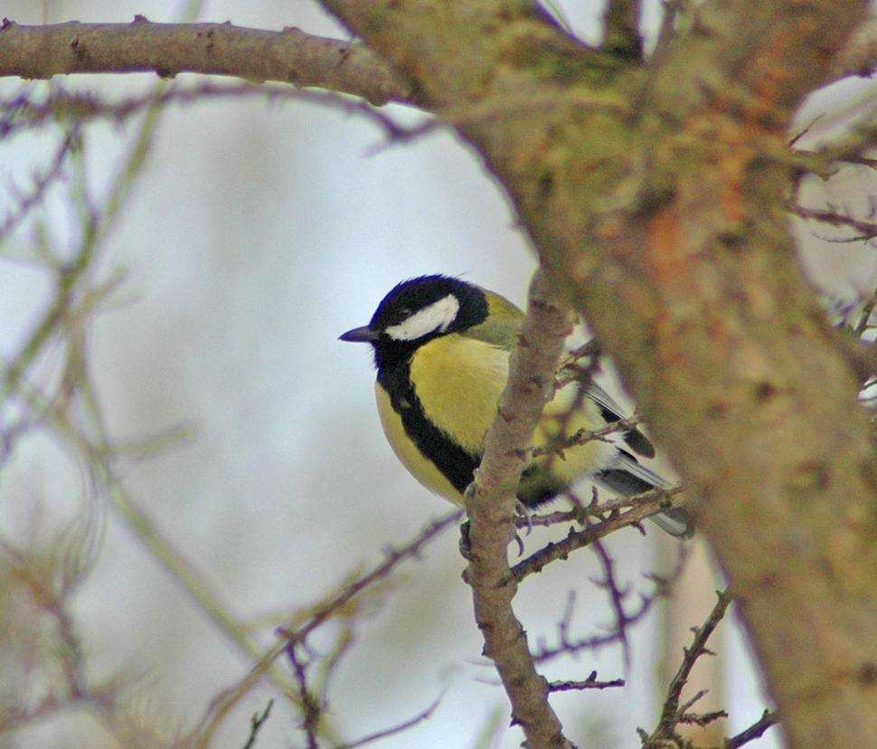 Sýkorka veľká (Parus major)
