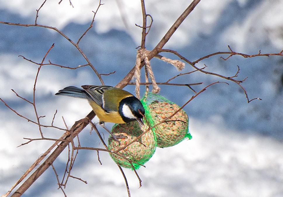 Sýkorka veľká (Parus major)