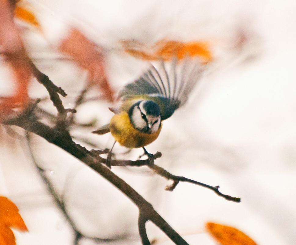 Sýkorka belasá (Cyanister caeruleus)