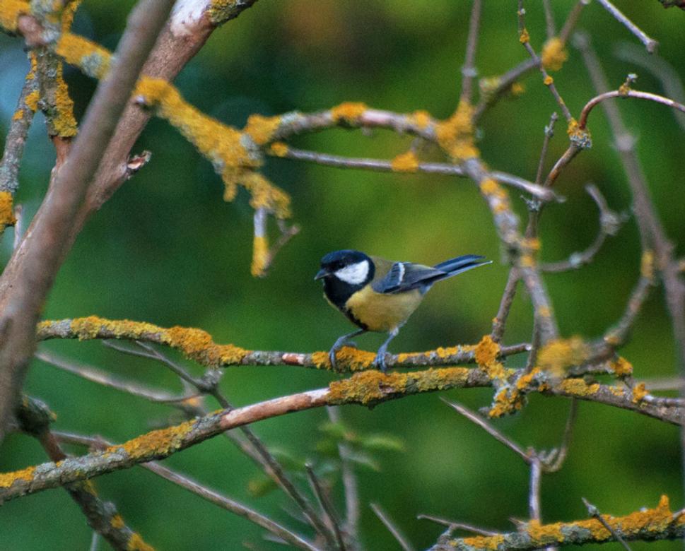 Sýkorka veľká (Parus major)