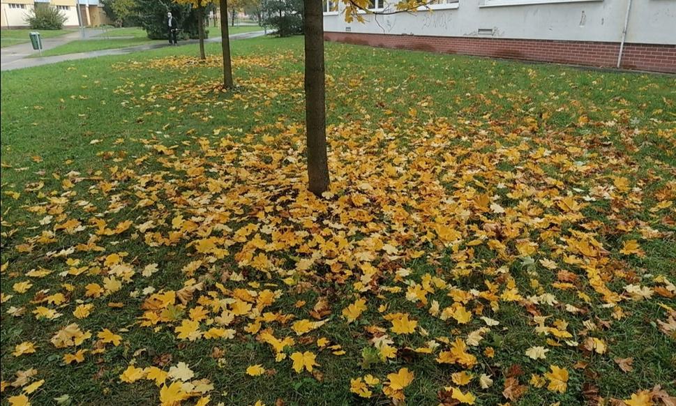kruh pod javorom (žltý)